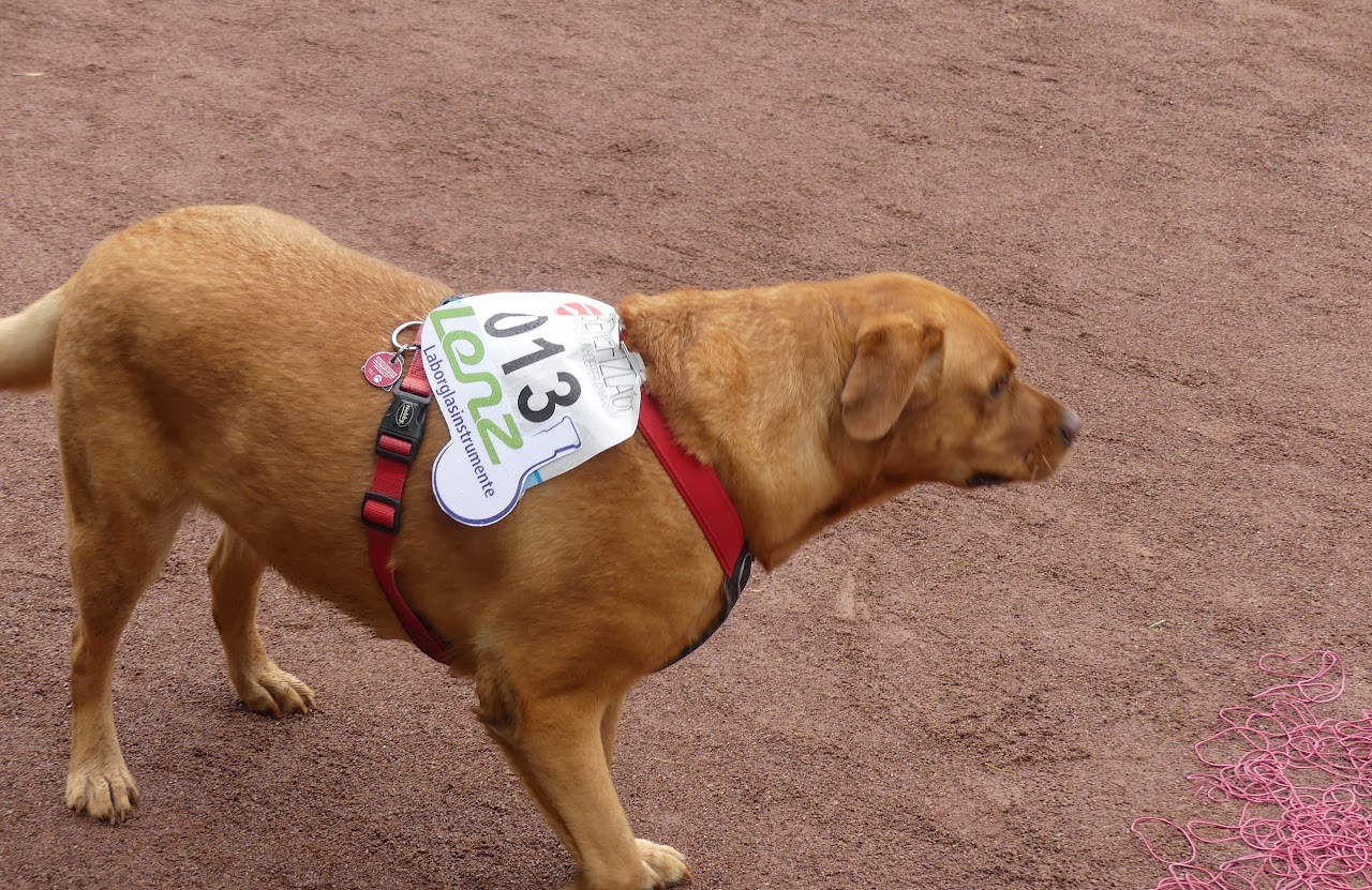 Bild vom 13. Benefizlauf im Jahr 2022. Dies ist das 73. Bild.